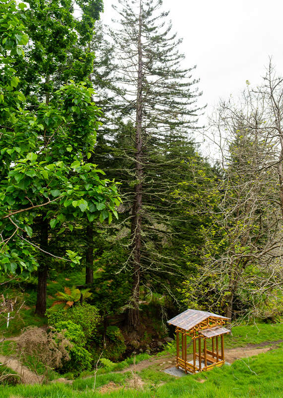 Redwood and Pavilion