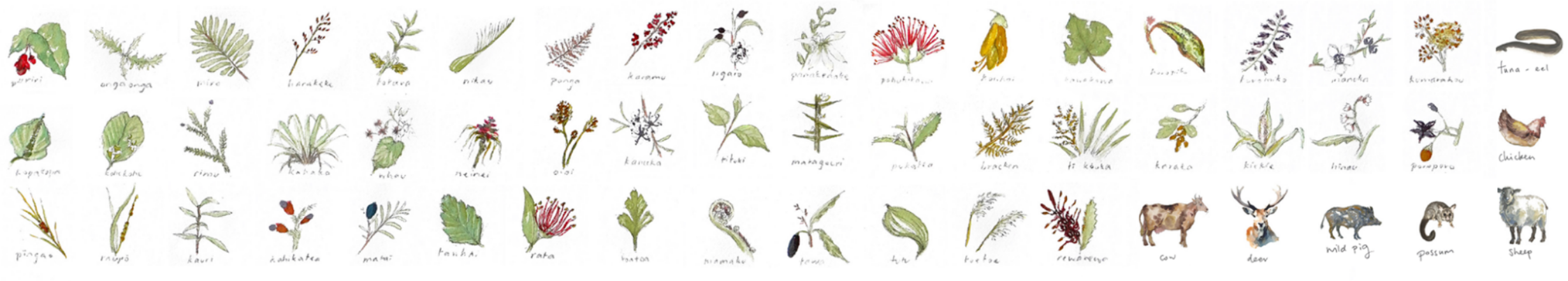 Species web2
